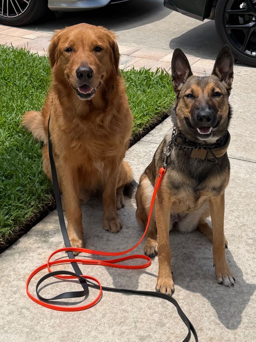 A dog trained by Serenity K-9 Training near Apollo Beach, FL