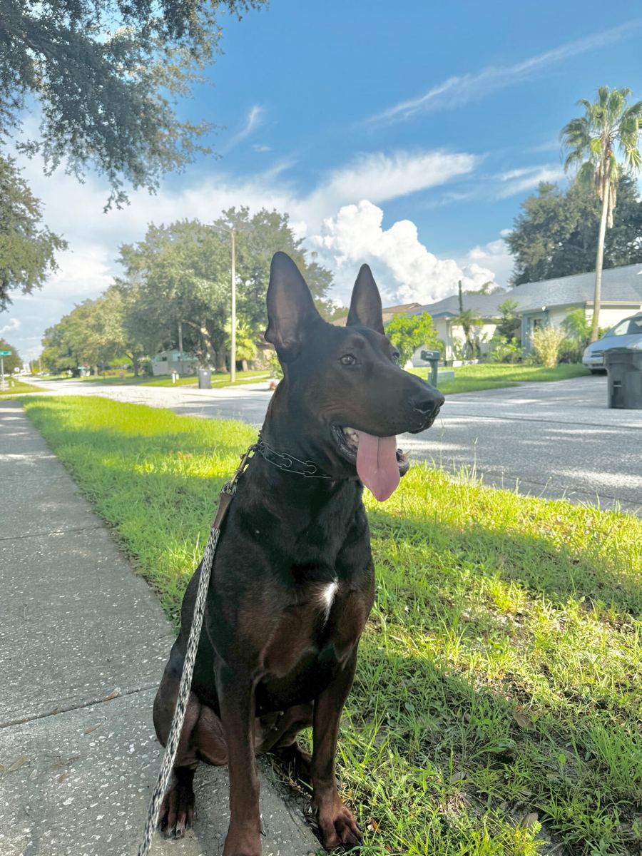A dog trained by Serenity K-9 Training sitting calmly outdoors near Tampa, FL