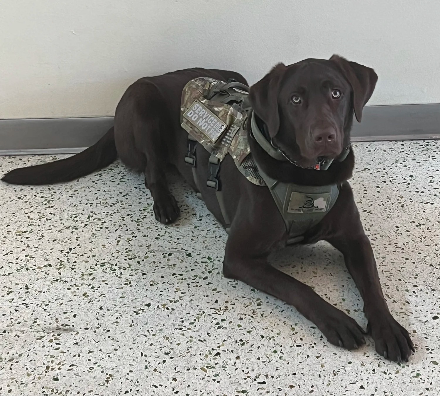 Specialized Training with Serenity K-9 in Riverview, Florida